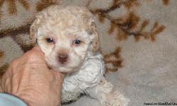 Beautiful&nbsp; tiny toy cream poodle pupppy.$300.00 pet price without papers.A$500 with CKC papers. go to my website www.wbpoodle.com for more infomation.