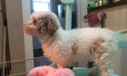 sweet little poodle girl white with red spots. First shot, wormed, tail docked and dew claws removed. 1 year health guarantee should be 8-10 pounds full grown. She is 9 weeks old and ready for her new family. We are located in Lyons Nebraska and our