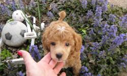 Toy and min. poodle puppies for sale..7 weeks..apricot and red..shots and wormed. Adorable! 314-895-4087 or 314-704-0254. $300.00