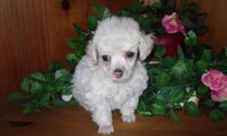 cke reg. 8wks old tiny toy male poodle puppy. he weighs 10 ozs now will get around 3 to 4 pounds grown. beautiful and healthy he's had two vacs. and three wormings. he'll come with his health record and papers. asking 800.00 and will meet...--