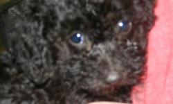 BORN June. 13, 2014&nbsp; no reg. papers, selling as pet.
black in color, needs groomed my clippers stopped working.
1st shot and wormed.&nbsp; tail docked and dew claws removed.
mom and dad both 5-6 lbs. full blooded poodles.
email with questions. no