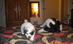 black and white poodles
born 07/01/2011
they have there AKC papers
I have 3 grils and one boy