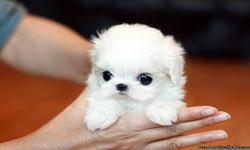 Ivy is a beautiful teacup Maltese girl. She is a little princess which we love dearly. She is going to be about 2 1/2 to 3 lbs full grown. She has a short compact body, adorable baby doll face, strong black points and beautiful eyes. She has a thick silky