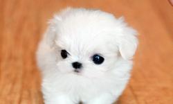 She is beautiful tea cup maltese. one of kind tiny tea cup.
She will be 2,5 lbs as an adult. Sweet personality.
more infomation of this puppy or see more available puppy.
Please visit www.poshfairytail.com My desire in breeding for these beautiful puppies