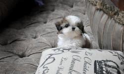 Poshfairytail teacup shih tzu Angela . She will be 2.5~3 lbs as an adult.
extreme baby doll face, short compact body,,
beautiful teacup shih tzu is available at www.poshfairytail.com
more information at my website.
Please visit www.poshfairytail.com My