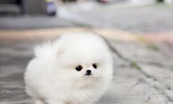 This baby girl is a tiny teacup pomeranian and her sweet outgoing personality will is to die for. Even with her small figure, she plays like a bossy. Cute as a button beautiful tiny body, you will not stop playing with her. she is 4 month old and she only