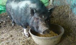 Female pot belly pig needs a new home. she is 3 years old, and shes good with people. she LOVES her food!!!! MUST PICK UP. Please call me or text me. i will not respond to emails.