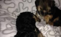 Tiny, cute, registered male and female Yorkie Puppy for adoption. They are home and potty trained and she is very lovely with kids. Have all their health papers.&nbsp; 12 weeks old and likes to play with people. All we want for them is a good and caring