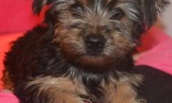 Potty Trained Yorkie Puppies
Perfect companion u will ever have,paper & house trained and has all their shots ,health and vet papers, they are very friendly to kids and other pets,PLS TEXT ME ONLY AT ()-