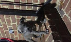 Purple Ribbon UKC reg blue Pitbull bully puppy will be short and muscled born 8-9 don't have time to keep beautiful puppy all shot up to date have been cage training comes with cage and top brand food and other supplies wish I could keep