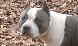 Adult male, proven stud. Razors Edge and Gotti pedigree. Blue and White. An excellent addition to any kennel