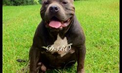 'PR' Thrasher's D-BO Up For Stud Service $1,500&nbsp;For More Information Call Eric At&nbsp; () -
'PR' UKC Registered @ 2 Years Old
&nbsp;
Pedigree - http://www.bullypedia.net/americanbully/details.php?id=132427#.ToTdqBYOYRA.email
&nbsp;