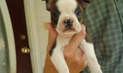 I HAVE TWO TINY MALE BOSTON TERRIER PUPPIES...ONE IS BLK & WHT...ONE IS RED & WHT....ALL VACCINATIONS & DE-WORMINGS ARE UP TO DATE ...DEW-CLAWS HAVE BEEN RE-MOVED...VET CHECKED...WRITTEN HEALTH GUARANTEE...$300.00 BLK&WHT....$350.00 RED&WHT...706-336-8391