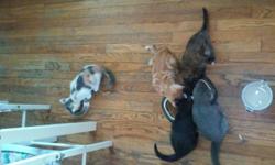 5 females. (White calico, black calico, black, 2 gray) 1 orange tabby male.DOB 2-6-15 Use litter box, very playful, only to good homes asap. Call after 4 to inquire.
