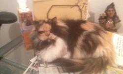 Beautiful Persian seeking loving home - Very quiet couch potatoe - Happy, healthy, & affectionate! 5 year old female. This Christmas give the gift of love that keeps on giving! (325)518-2788 Abilene area mimi_vasquez@yahoo.com