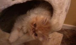 2 Precious Persian Kittens seeking lifelong companion(s) - These adorable babies have been hand fed since birth & given all the love & attention they desired. They are happy, healthy, playful & affectionate! 4 months old, both male. This Christmas give
