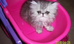 Adorable Persian Kittens female and males doll face silver shaded . Available in December
price starting at $450 and up
we do shipped at buyers expense