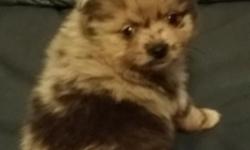 I have 5 beautiful CKC registered pomeranian puppies. 2 females ( darkest solid) and 3 males (merle, white and blue, red and white with some blue). They are up to date on all their shots and have been wormed. They have been raised in my loving home around
