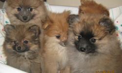 Precious Pomeranian puppies available now! Toys and tiny toys, soilds or parti colors. Shots, dewormed. Health guaranteed. $350.00 - $400.00 For more details or to see these precious angels call 517-467-5555