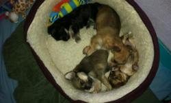 Born January 25th in Boca Raton. 2 brown, 1 black males & 1 brown female. Adult weight should be 5-6lbs. for the two smaller pups (1st & 2nd pictures) and 8-10lbs for the two larger pups. Ready for adoption NOW. Under veterinary care since birth. Will be