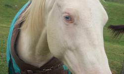 14.3, cremello AQHA mare, Doc o'lena bred.&nbsp; Foaled in July of 2007. rides in a snaffle, backs, will cross over, w/t/c,stands for baths and ferrier . No spook, rear, bite,buck.&nbsp; -- SERIOUS INQUERIES only. I may trade for a horse with more go.