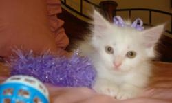 FLUFFY PRETTY LITTLE FEMALE KITTEN HALF PERSIAN HALF TABBY SHE IS NINE WKS OLD EATING GOOD AND GOING TO THE LITTERBOX SHE IS VERY SWEET AND ALL WHITE CALL 2814525599