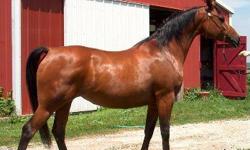 2001 Polish/Crabbet Bay Purebred arabian mare sired by the Aladdinn son, Aladdinns Spirit. &nbsp;Dam is by Gallup by Gdansk. &nbsp;Big-bodied, pretty sensible mare who clamors for your attention. 14:3 hands, trained western, trail-ridden, too. Sweepstakes