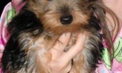 Priceless Yorkie Puppy-Where you'll Find The Puppy that you've always wanted!
Quality is Not Expensive, It's Priceless!Where Quality Matters, Not Quality.
Priceless Yorkie Puppies: Quality is not cheap, It's Priceless.
Tiny AKC Yorkie/Yorkshire Terrier