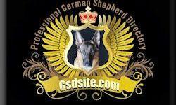 Professional German Shepherd Directory&nbsp;
Visit and See why we are the largest German Shepherd Puppy and Breeder site in the world!
If you have German Shepherd Puppies to sell or are a German Shepherd Breeder, Trainer, Kennel then you should list on