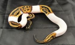 We are offering some proven male and female Piebald Ball Pythons for sale. They eat live or frozen mice and rats. Not picky eaters at all! Great breeder. Pictures will be provided upon request.