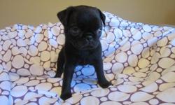 I have one adorable black male pug puppy for sale. He was born on 1/18/2015 and will be available to go to his new home on, the week of 3/17/2015. He comes with ACA pet pedigree papers, one year health guarantee and FL health certificate with complete