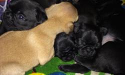 Pug puppies available after 5-4-15
fawn and black, males and females
parents on site
Serious inquiries please text or leave message @ 401-440-1486