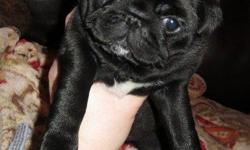Pug Puppies Now Available For Pug Lovers The Pug can be somewhat sensitive to the tone of someone's voice, however recovers fairly quickly. Don't underestimate the size of this dog, he is very devoted and makes a good watchdog. This is a big dog in a