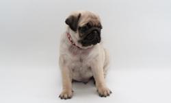 (7373003921 Outstanding quality litter of KC REG Pugs, Both parents also have the very laid back Pug temperament so these puppies will be a quality addition to your family, mum is a joy to live with. These puppies have lots of wrinkles, just like parents