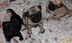 Adorable puppies three to choose from they are pure of pug.vaccinated and health checked.very playfull text me at
(607) 622-2532
Pug puppies ready to be rehome
&nbsp;