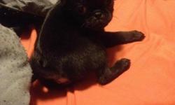 Solid black male pug puppy. Born 5/16/14 First shots and wormed. Ready to go! Very playful! No papers - parents on premasis.