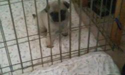 7week female pug puppy first shots very healthy and playful great for kids&nbsp;