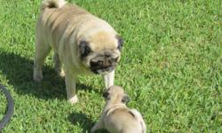 PUG PUPPY, AKC, CHAMPION LINES. SHE HAS OVER 50 CHAMPIONS IN HER PEDIGREE. I HAVE ONE LITTLE GIRL. SHE IS BEAUTIFUL WITH A WONDERFUL PERSONIALTY. SHE IS RAISED IN OUR HOME WITH BOTH HER MOM AND DAD. SHE HAS BEEN RAISED AROUND OUR KIDS, GRANDKIDS, CATS AND