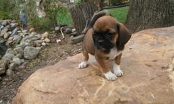 First generation Puggle puppies, home raised, shot and wormed. Parents are AKC registered, DNA confirmed.