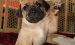 adorable family raised 2nd generation puggle puppies, ready for there new homes november 12th,please call pam for more details 973-287-9684