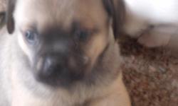puggle puppies r a designer hybrid dog breed
they r beagle and pug mixed =puggle
great dogs very loving and laid back
good for apartment living or suburban house with yard
great friendly dogs with children and other pets
i have 1 pups male
he is family