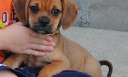 Puggle puppy (male) 10 weeks old. friendly great with kids. can not keep do to allergies. he comes with a cage toys bowls leash. we would love to see our adorable puppy go to a great home. your may call us at 513-309-9922 or email us at