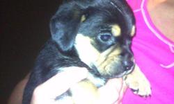 Puggle puppies for sale in Bristol, VA. They are beagle and pug mix. Please call or text 276-494-2243