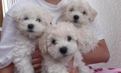 Adorable, fun-loving, cuddly, playful, fluffy puppies. The coat is considered to be hypoallergenic and mostly white. They love being around people, they're very trustworthy and calm. They're family dogs but people dogs in general. We are looking for