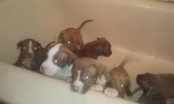 PITTBULLS REDNOSE/ BULLMASTER PUPPIES FOR SELL!!!
#6 boys
#4 GIRLS
BEEN DE-WORMED AND 1ST SHOTS BEFORE SELLS
IF YOU HAVE ANY QUESTION FEEL FREE TO CONTACT
ANDRE @ --
RE-HOMING FEE
Read more: