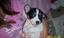 jackrusselterror and chihuahua mix puppies
We have two girls and one boy left if you would like more info call
920-766-0748 or my cell phone which is 920-428-2330 and you can ask for
debby