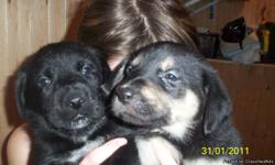 6 WEEK OLD PUPPIES ( BORN DEC 23,2010) MOM IS DALMATION/HUSKY AND FATHER IS NEWFOUNDLAND-THEYRE ARE 9 PUPPIES