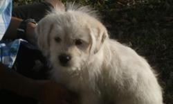 Mix Breed puppies for sale&nbsp;asking $150.00 each, you can pick yours up today only (3)&nbsp;left.