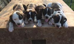 We have American bulldog/pit bull puppies for sale! 10 weeks old, two males and one female! The one pictured furthest to the left is sold already.&nbsp;Please feel free to contact me for more information! Located in amelia,va! Call for details 8043980116