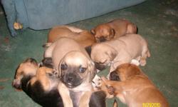 puggle puppies (1/2 beagle & 1/2 pug) for sale. both females and males. they will be 9 weeks old on 12/9/2010. They will have had their first shot. Parents are on site also.